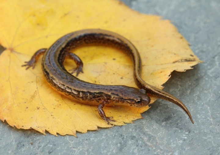 Northern Two-lined Salamander